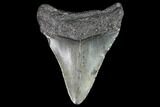 Juvenile Megalodon Tooth - Georgia #99153-1